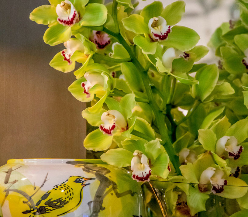 Anggrek Amsterdam Cymbidium Orchidee